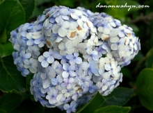 bunga soka biru