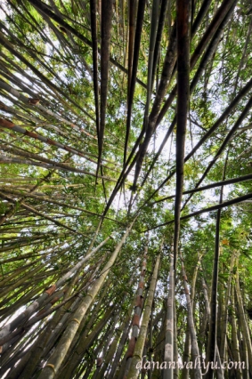 hutan bambu di Taman Nasional Kerinci Seblat